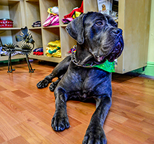 Dog Boarding in Miami, Florida