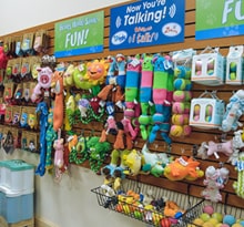 Pet Skin Problems in Miami, Florida