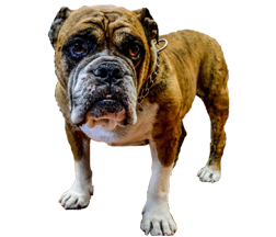 Lovely Pets Grooming Salon